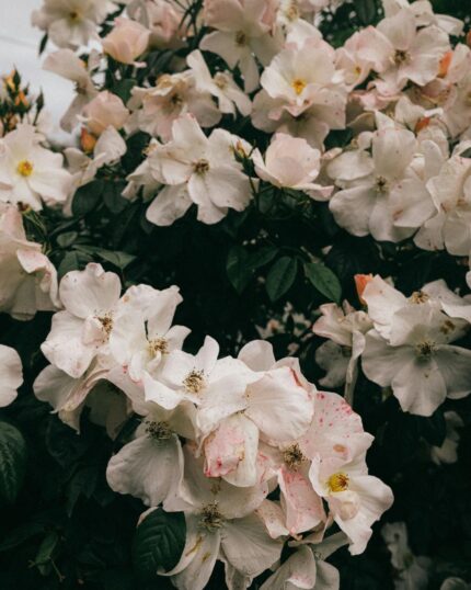 Κερί Σόγιας με άρωμα White Musk. Απαλό άρωμα με εντυπωσιακή δύναμη. Νότες από γιασεμί, τριαντάφυλλο, lily of the valley, balsamic, musk. Κλασικό και αγαπημένο!